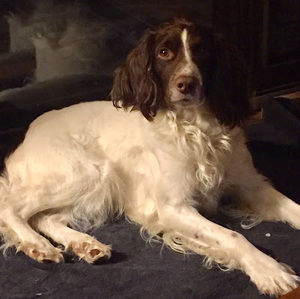 Meet your Posher, Dalton